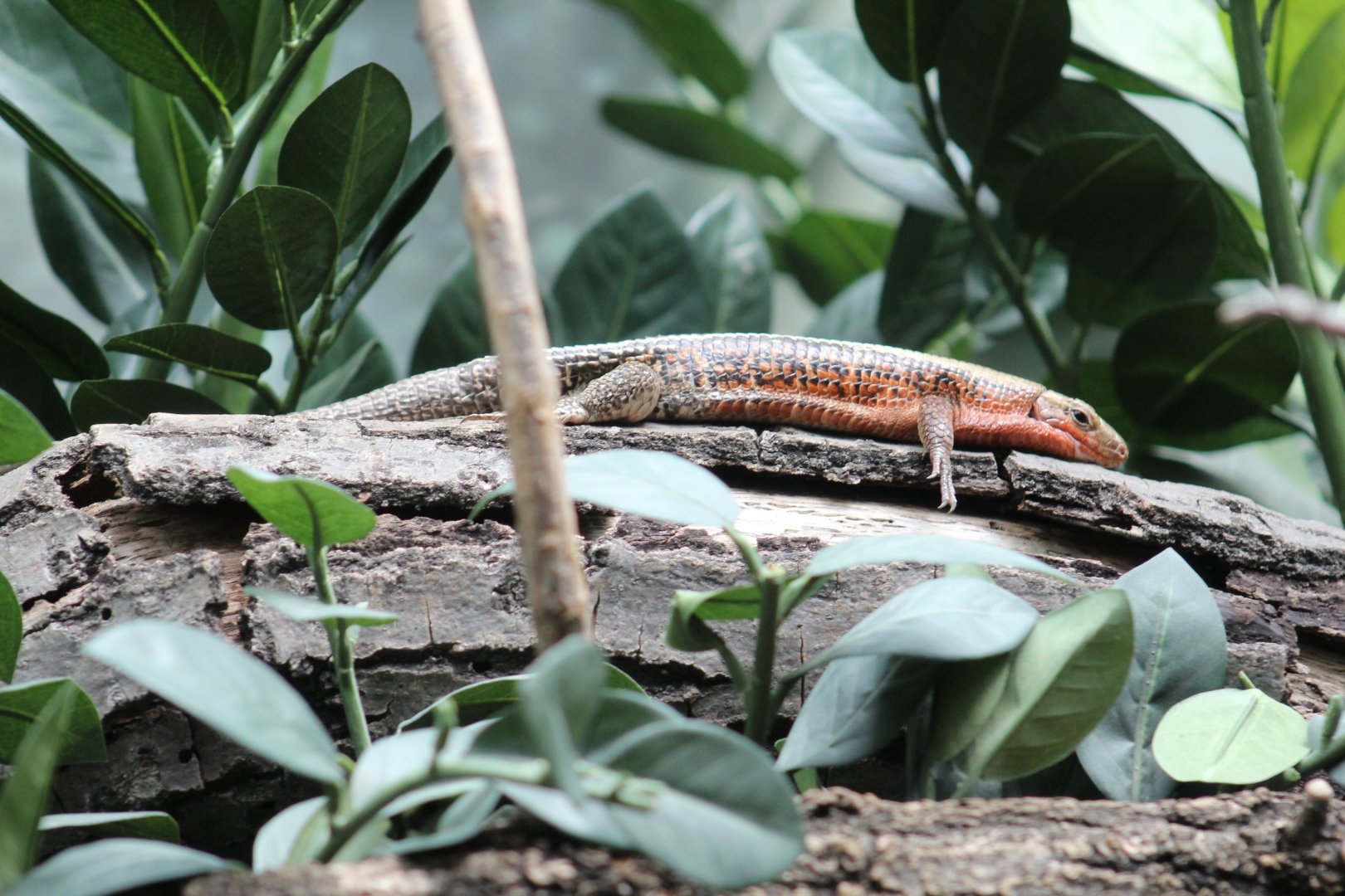 Four-Lined Girdled Lizard