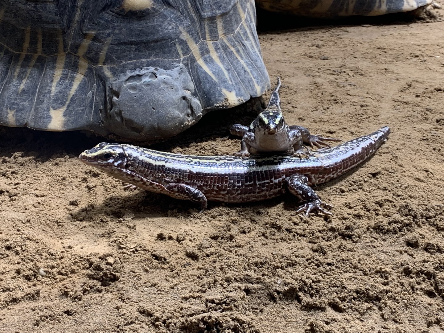 Four-lined girdled lizard