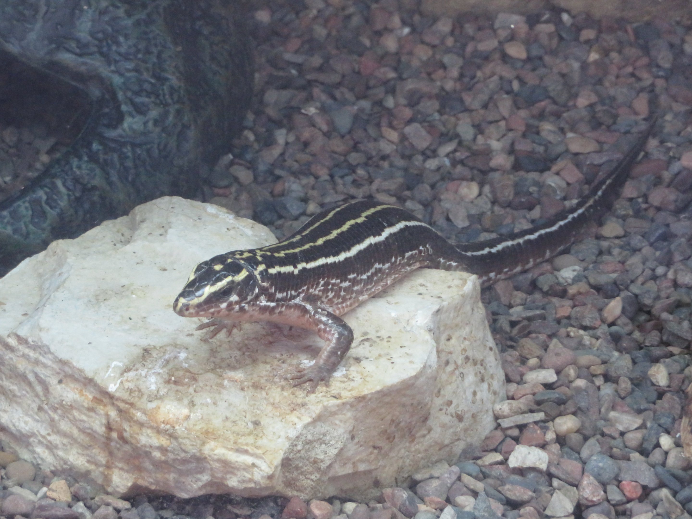 Four-lined Girdled Lizard