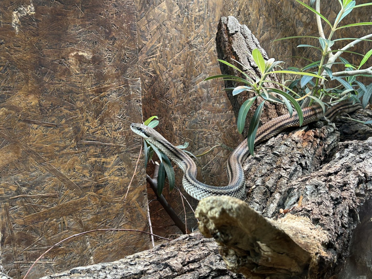 Four-lined Rat Snake