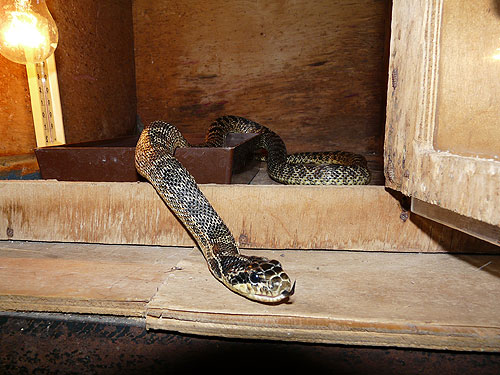 Four-lined Ratsnake in Kishinev Zoo