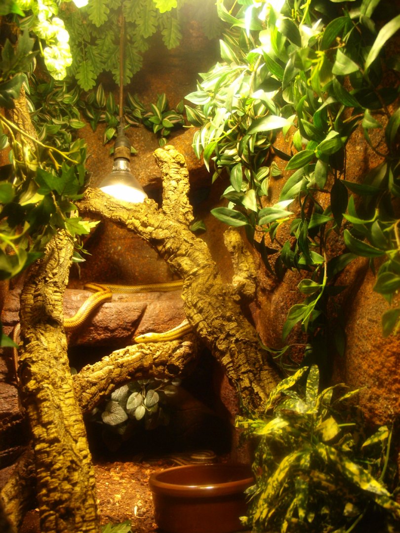 Four-lined ratsnake terrarium, 2017-02-06