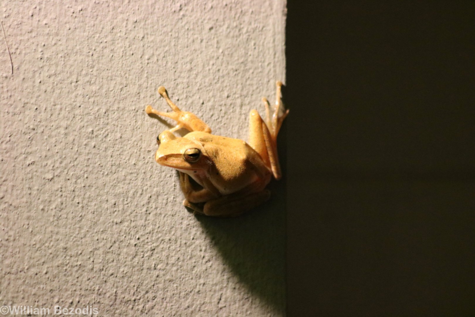 Four-lined Tree Frog - Bangkok