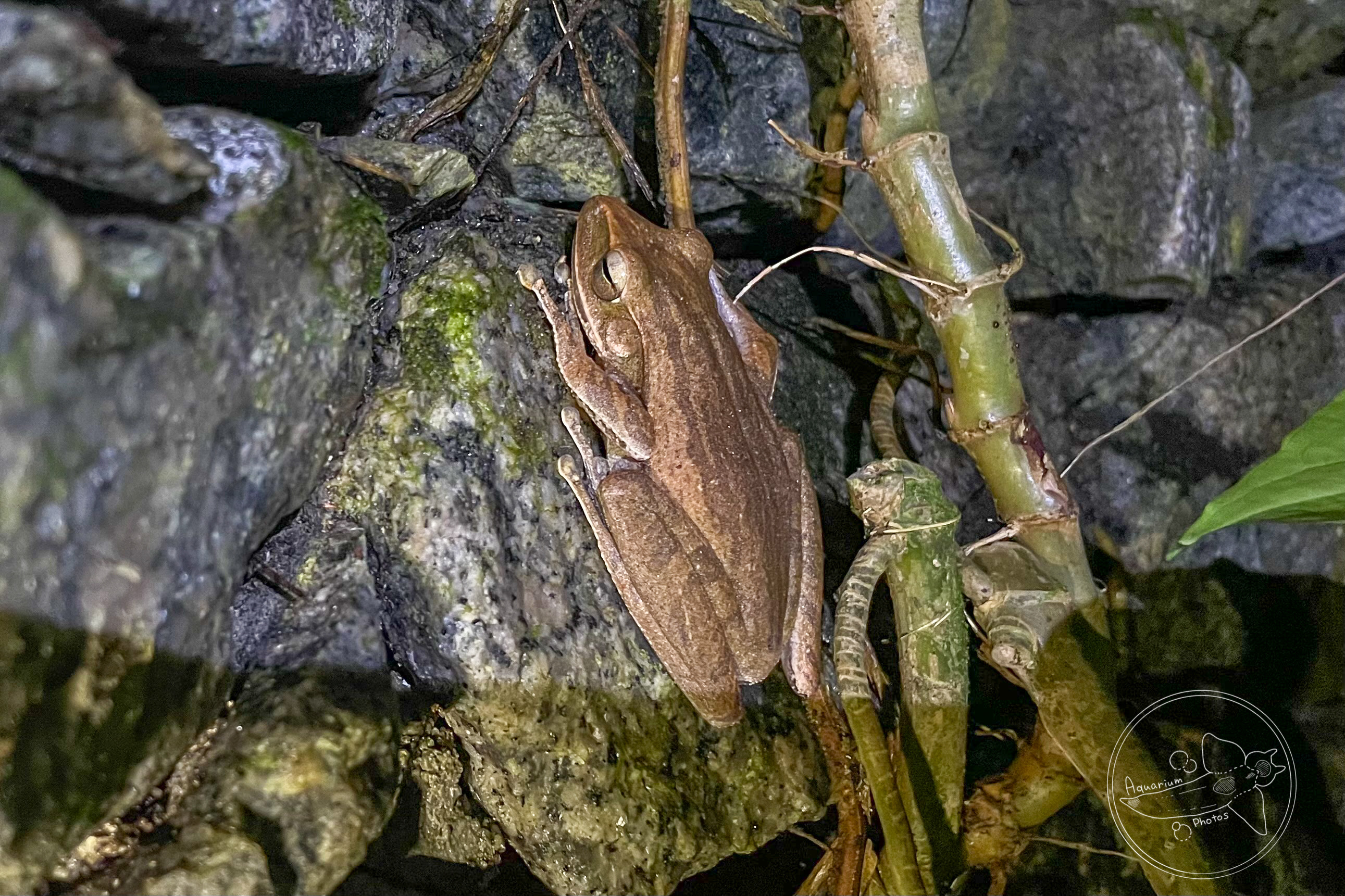 Four-lined Tree Frog (Polypedates leucomystax)