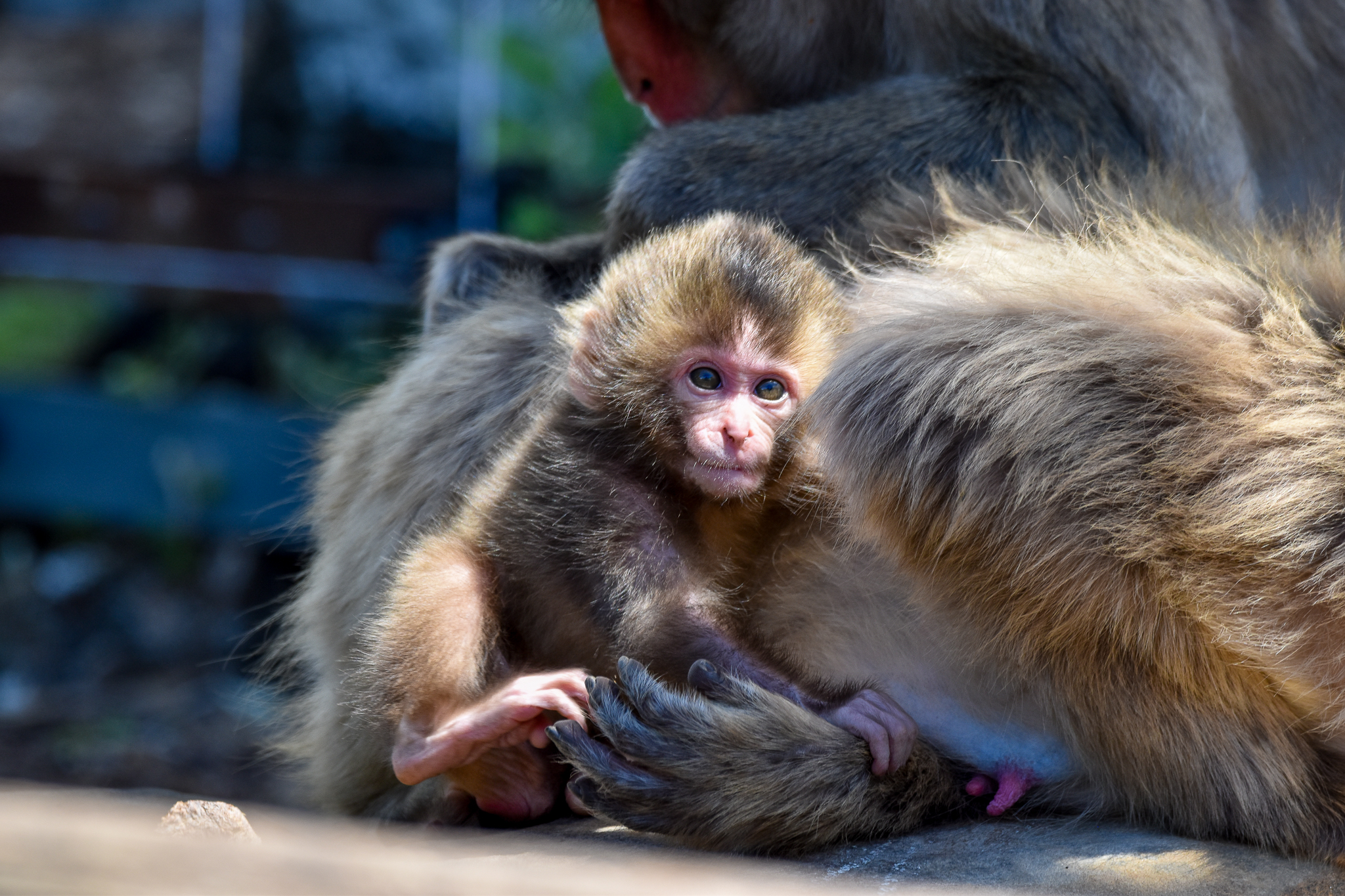 Four-month-old Japanese Macaque