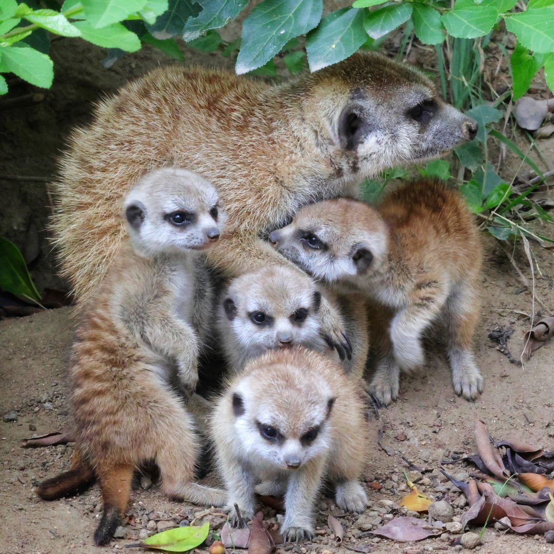 Four new Meerkat pups at the Zoo!