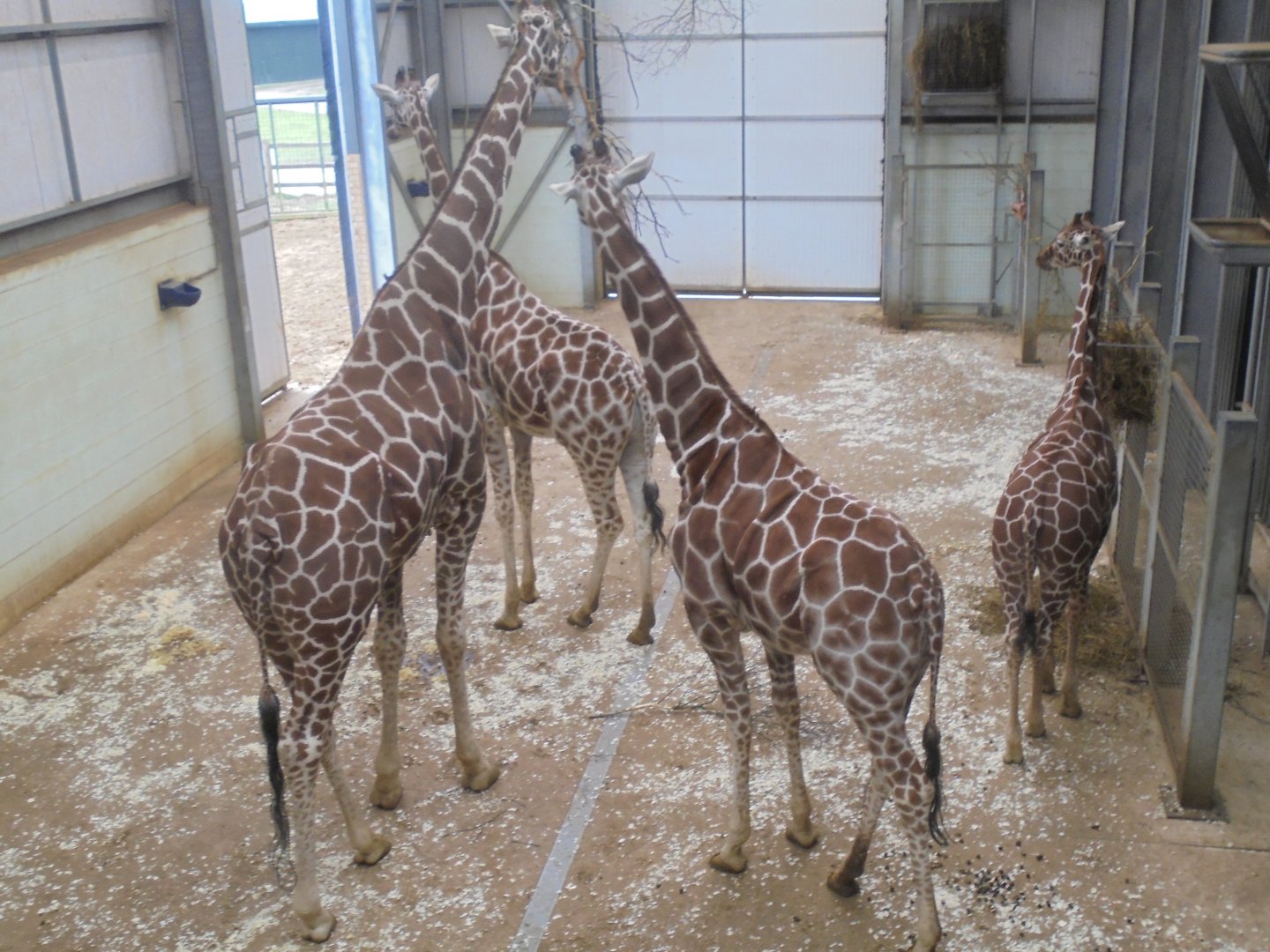 Four of the five Reticulated Giraffe.