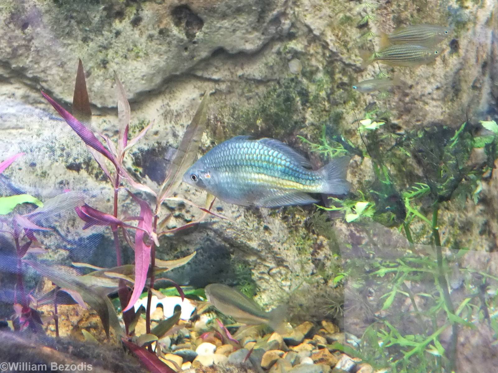 Four Rainbowfish Species