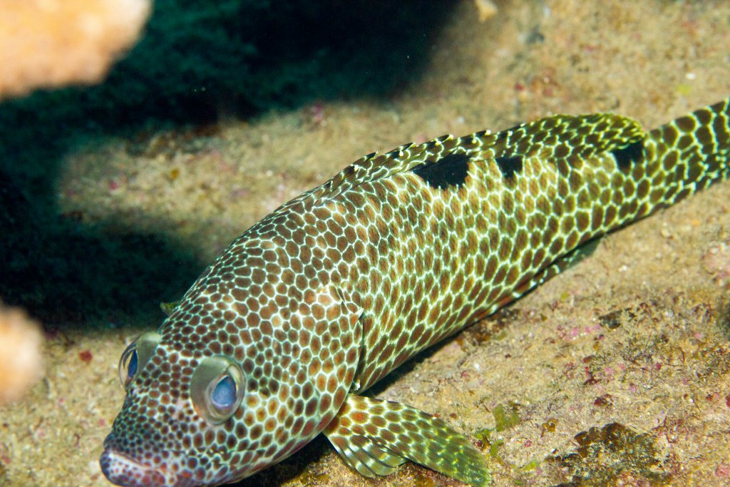 Four-saddle Grouper