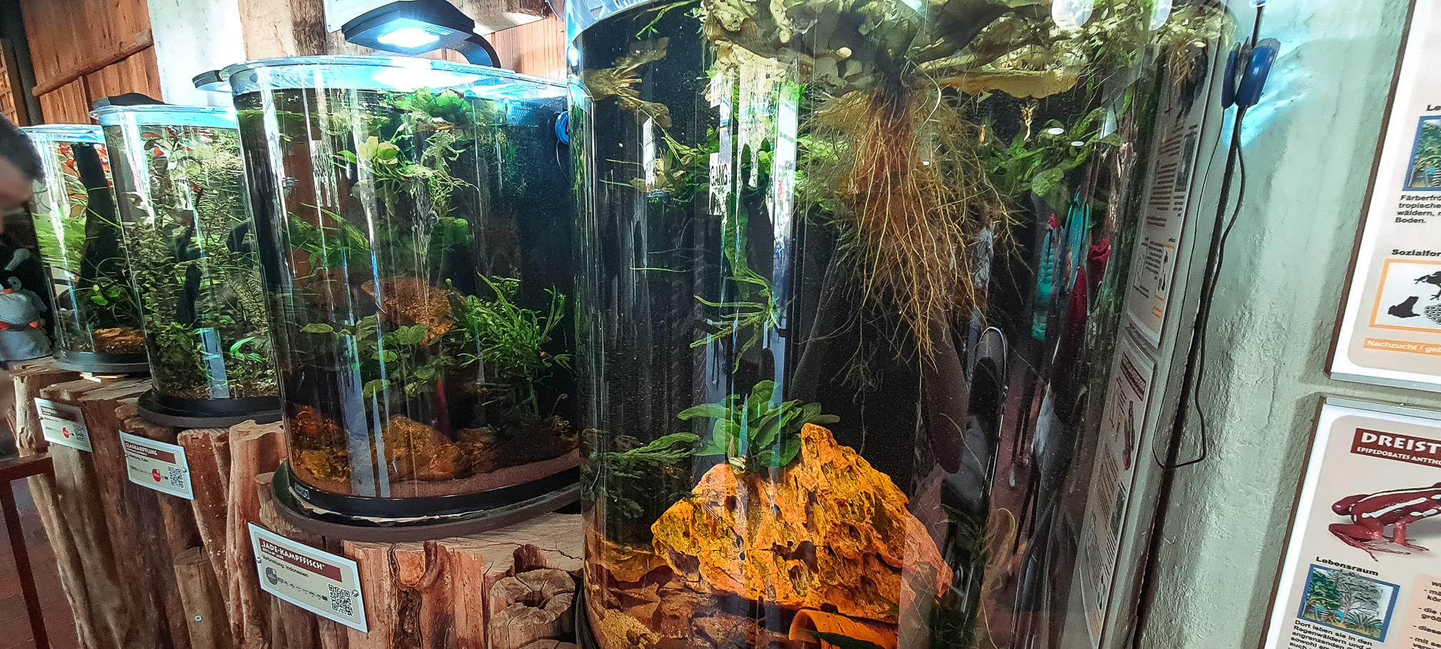 Four small new aquariums for relatively rare species