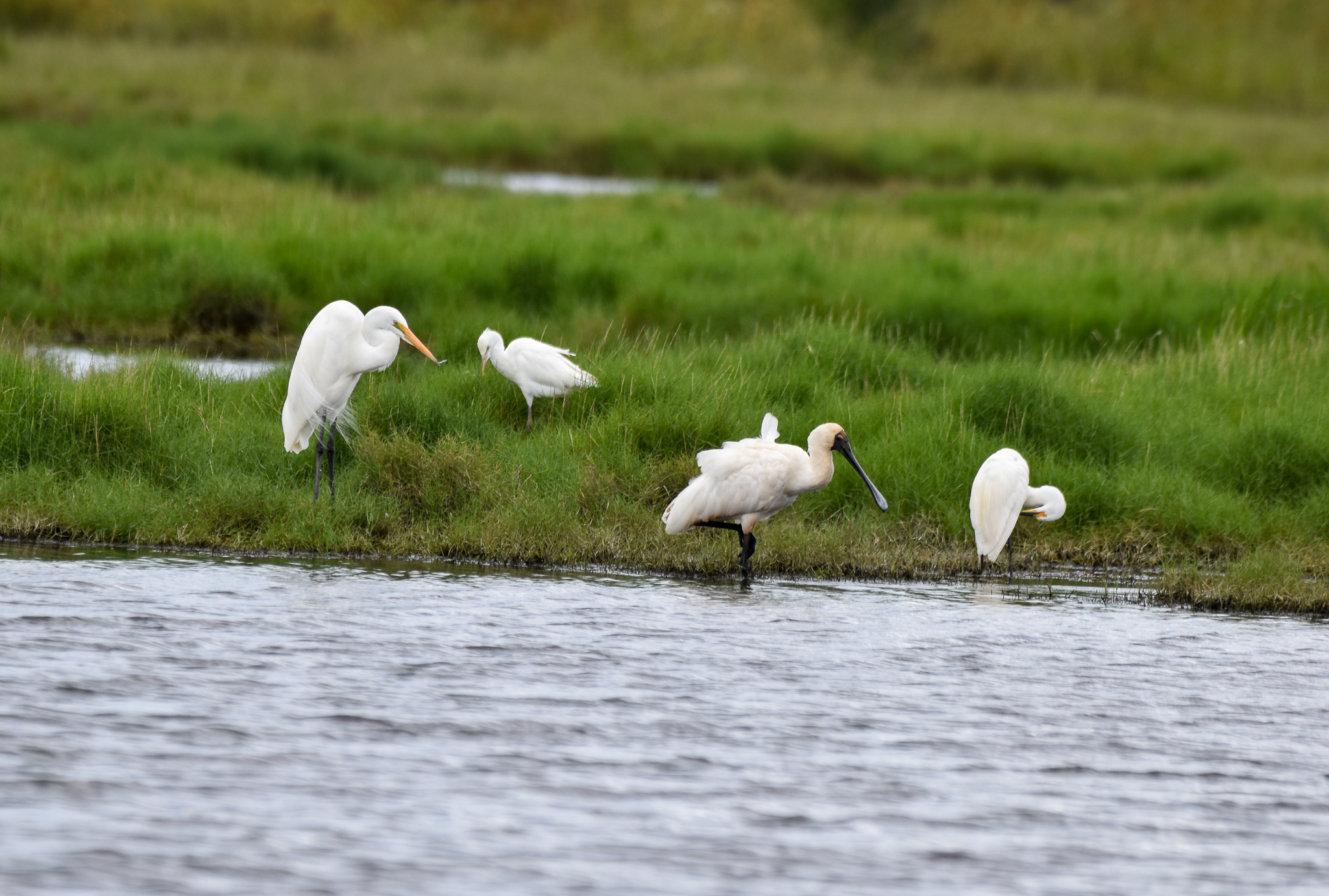 Four Species - Great, Cattle + Little Egret and Royal Spoonbill