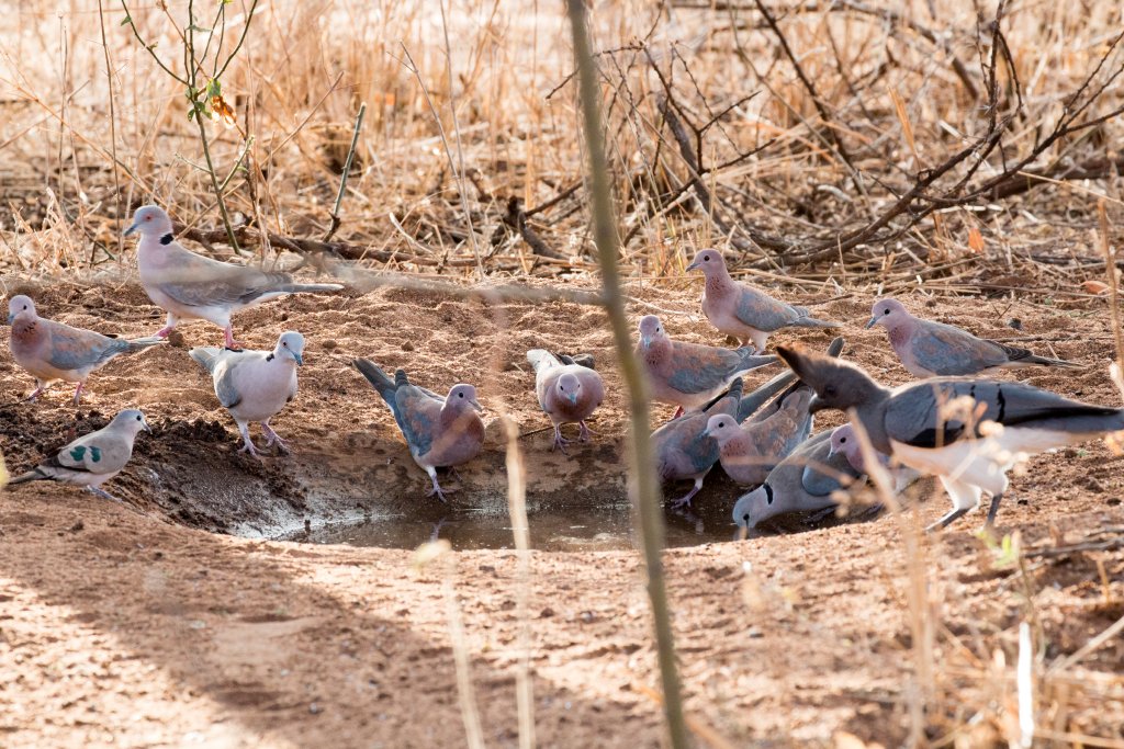 Four species of dove and a Go-away Bird