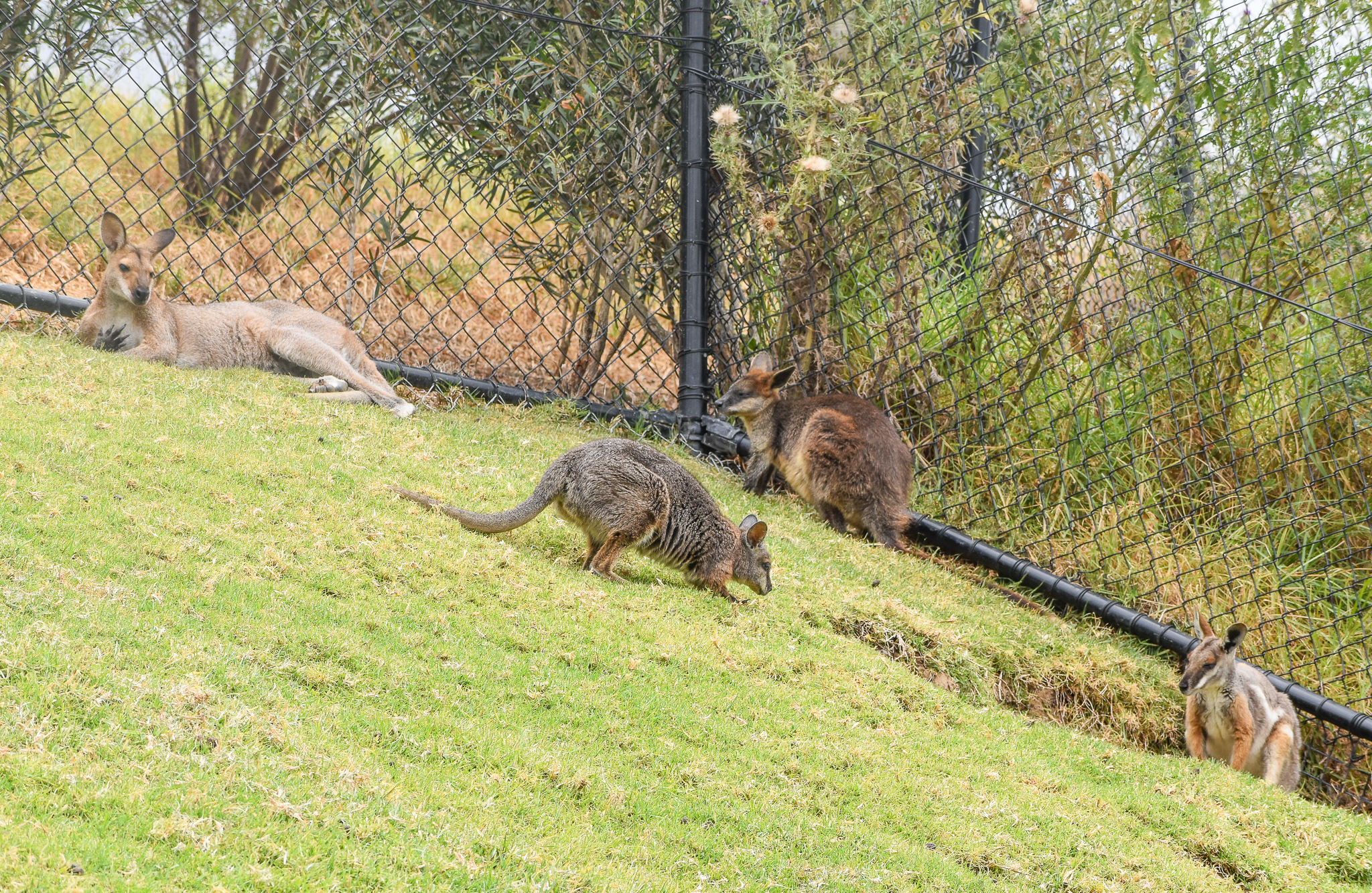 Four Species of Macropod in one photo
