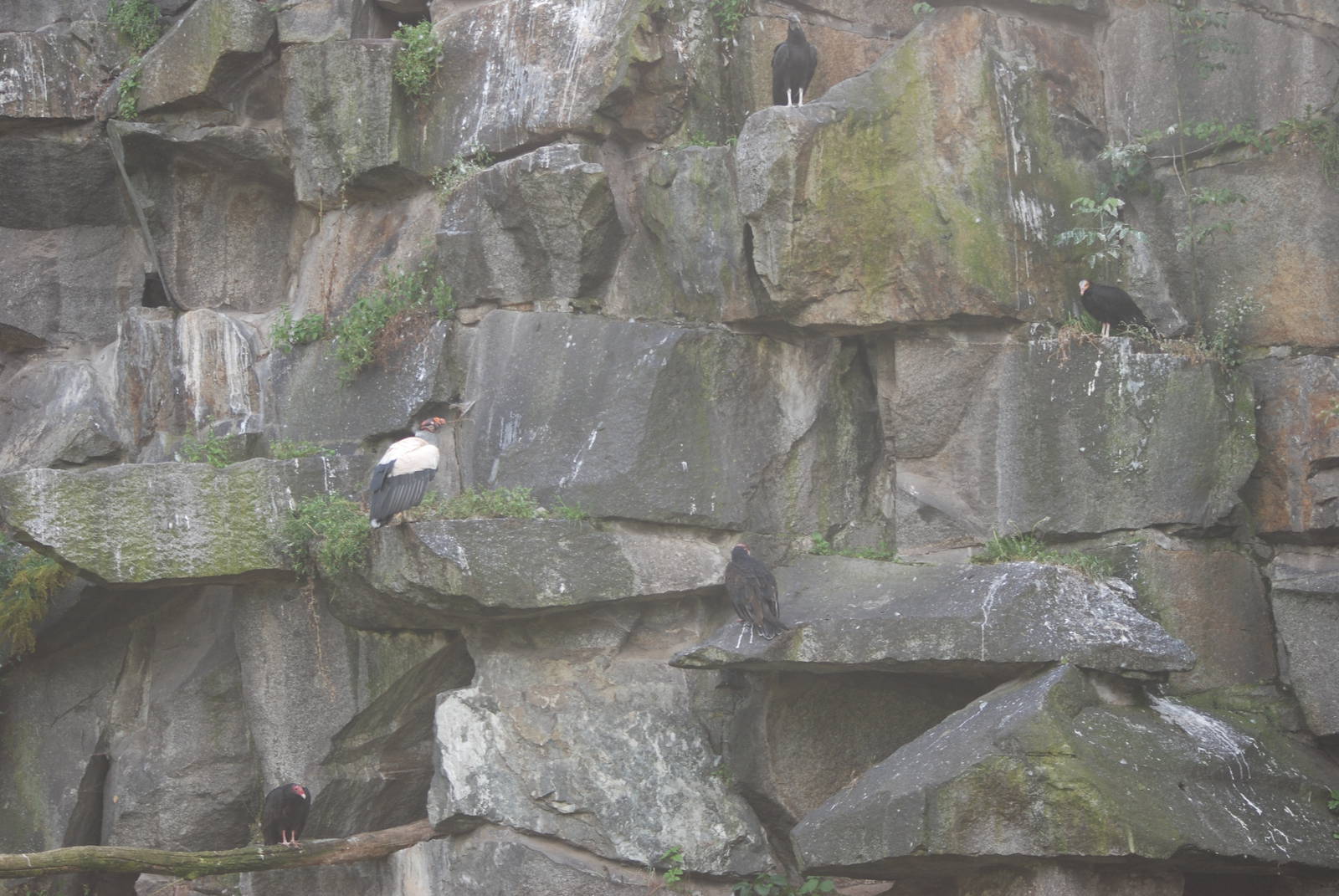 Four Species of New World Vulture in One Photo at Tierpark Berlin, 01/09/11