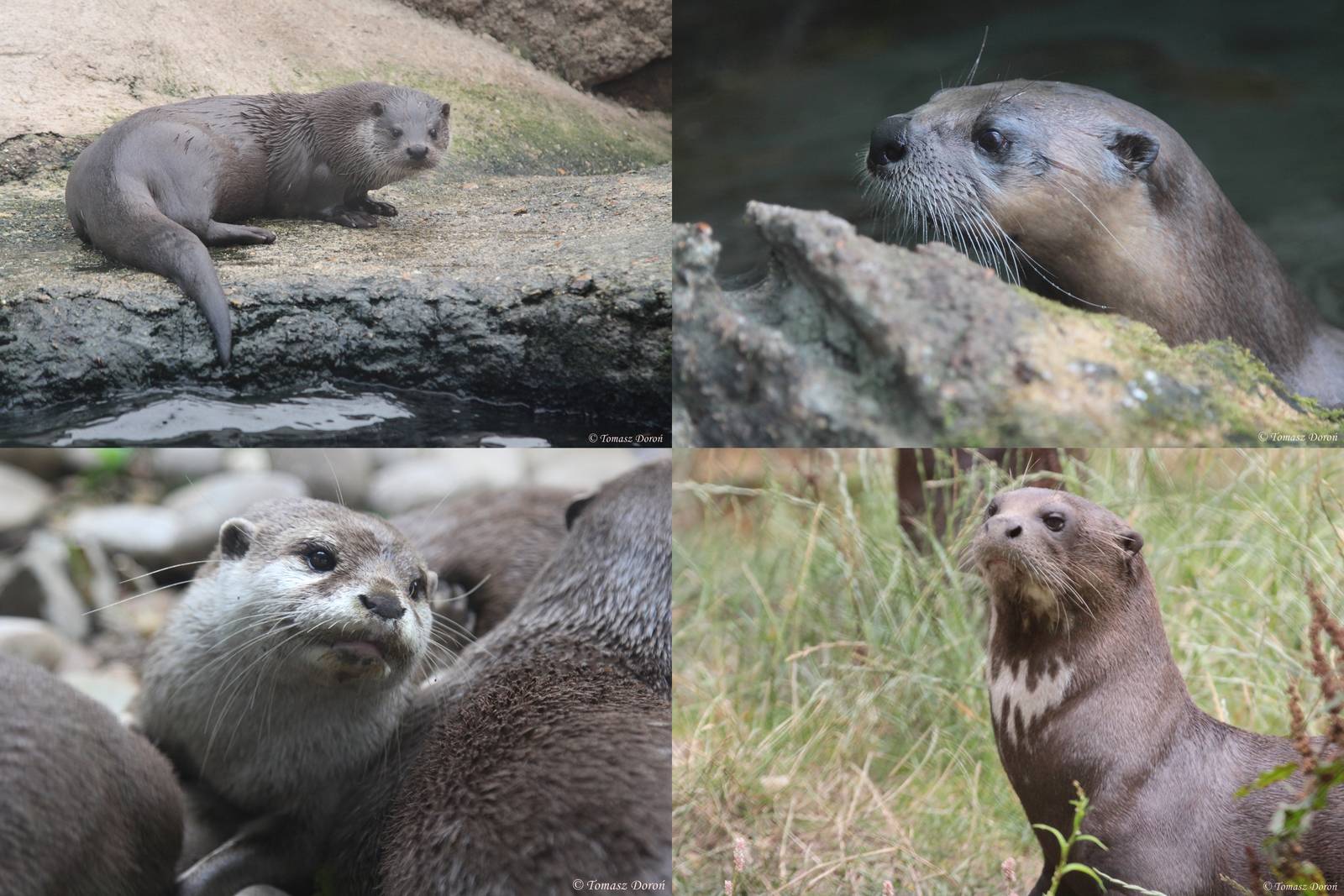 Four species of otters