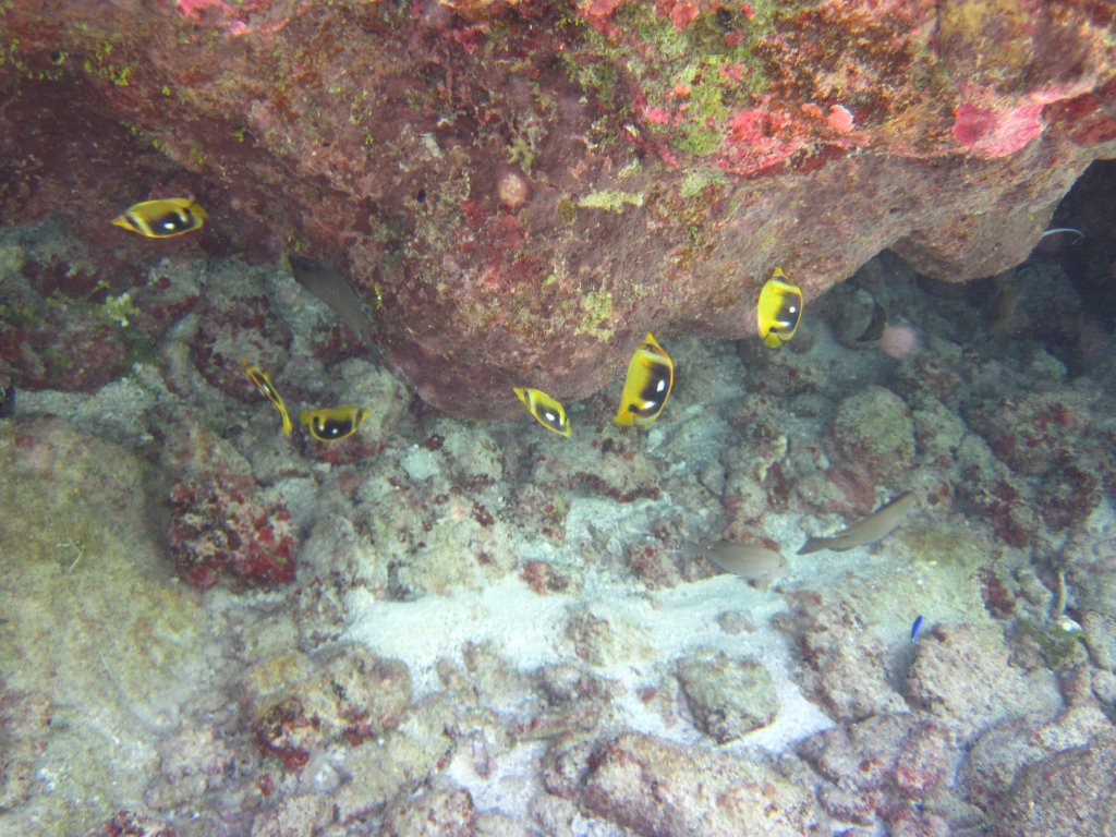 Four-spot Butterflyfish