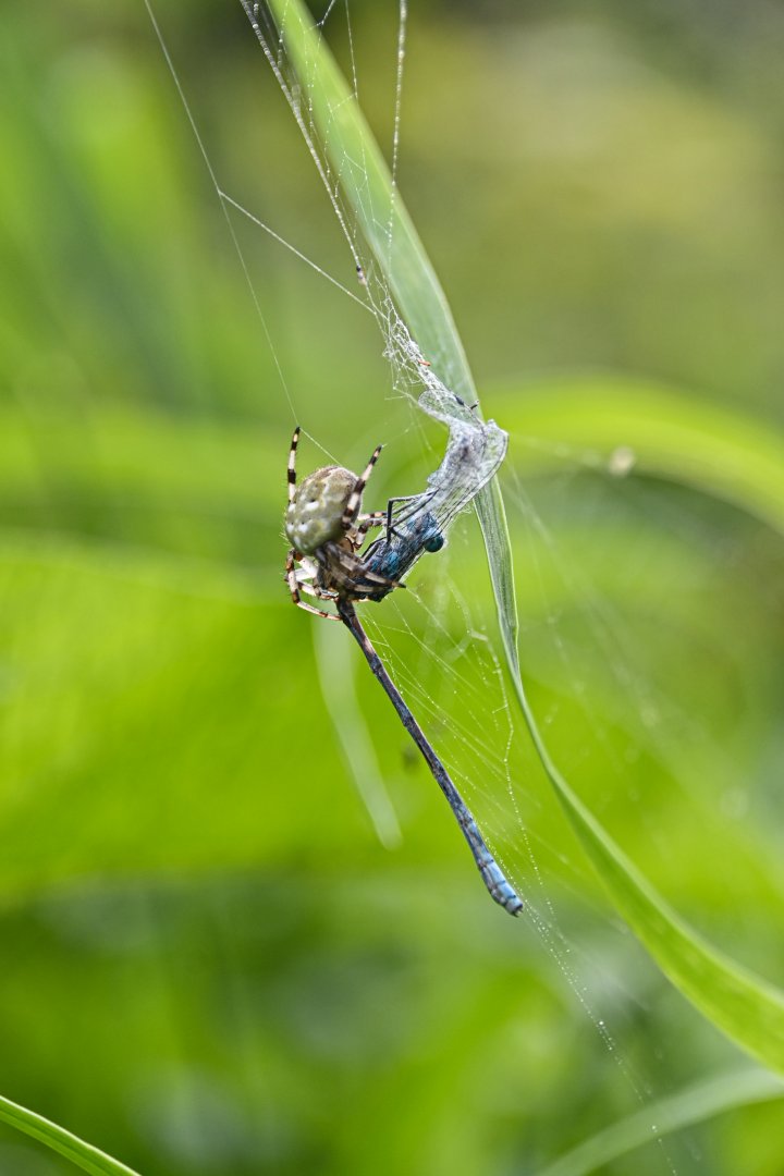 Four-spot orb-weaver and his prey