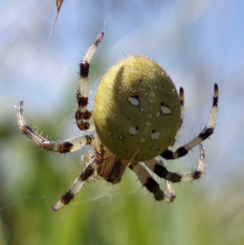 Four-spot Orb-weaver (Araneus quadratus)