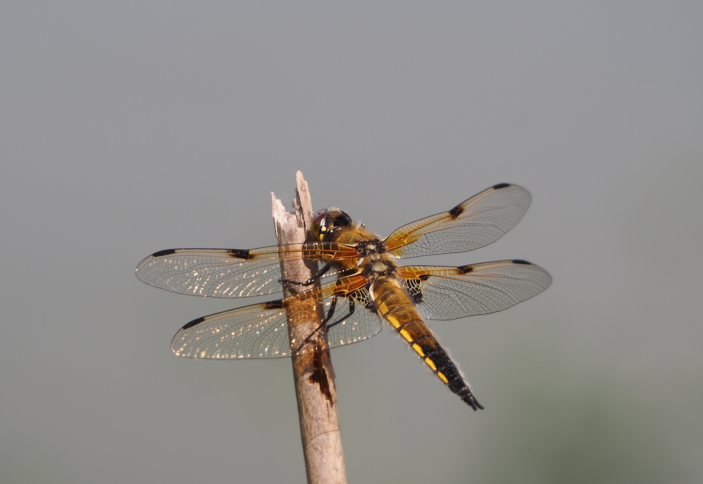 Four-spotted chaser (Libellula quadrimaculata), 2025-04-30