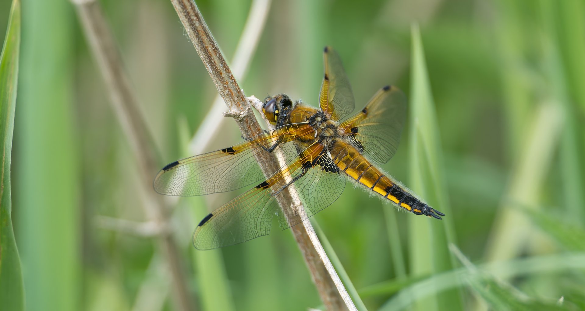 Four Spotted Chaser (wild) UK