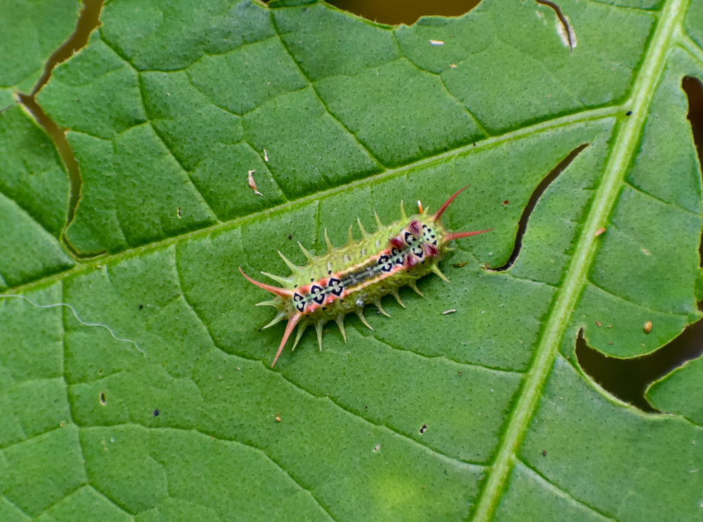 Four-spotted Cup Moth, Doratifera quadriguttata
