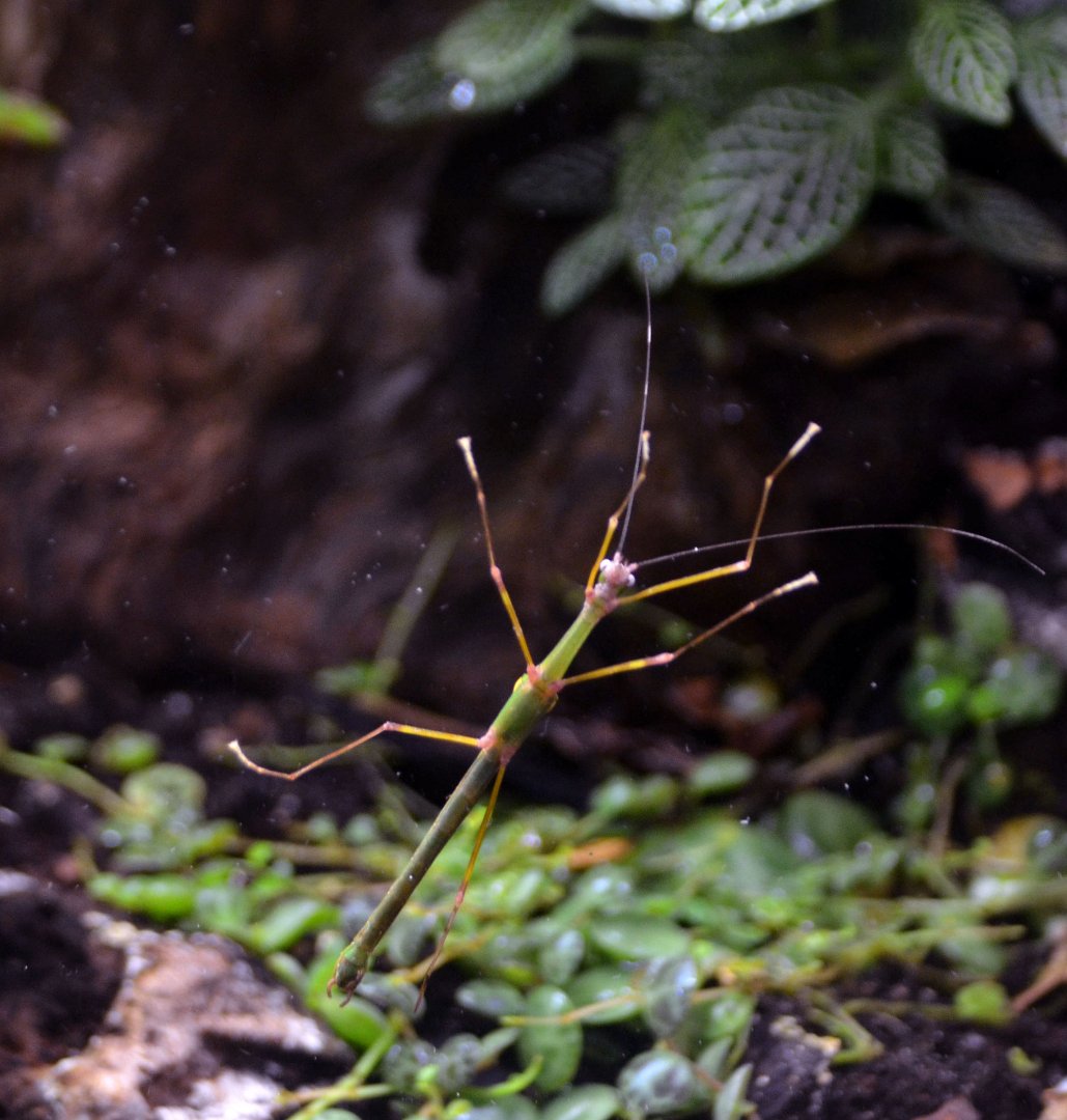 Four spotted stick insect