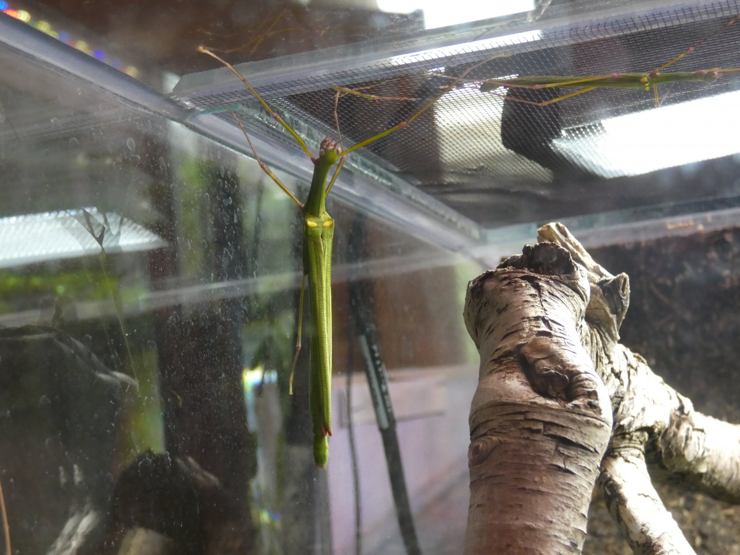 Four-spotted stick insect