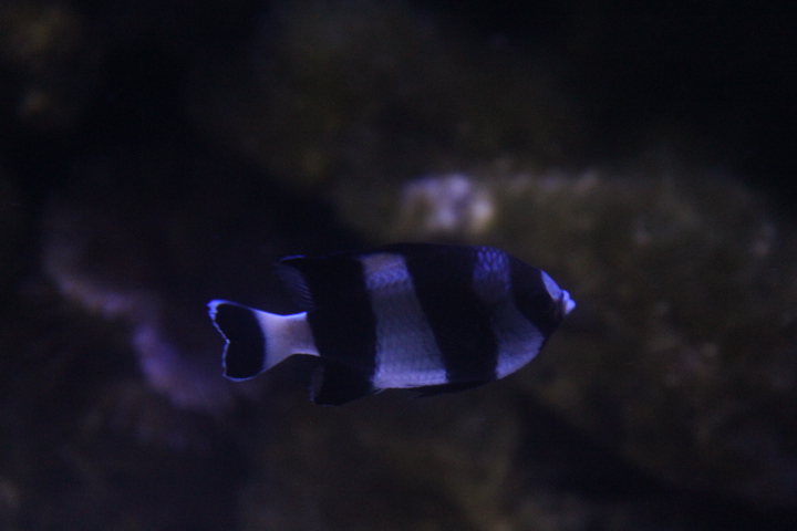 Four stripe damselfish (Dascyllus melanurus)