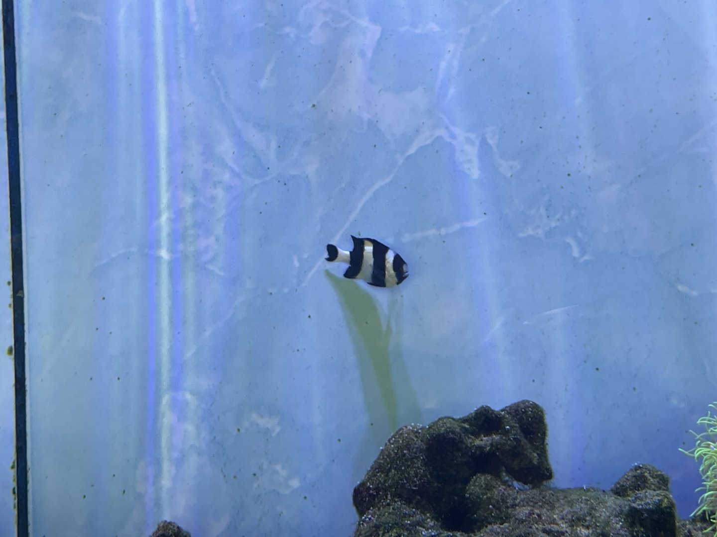 four stripe damselfish (dascyllus melanurus)
