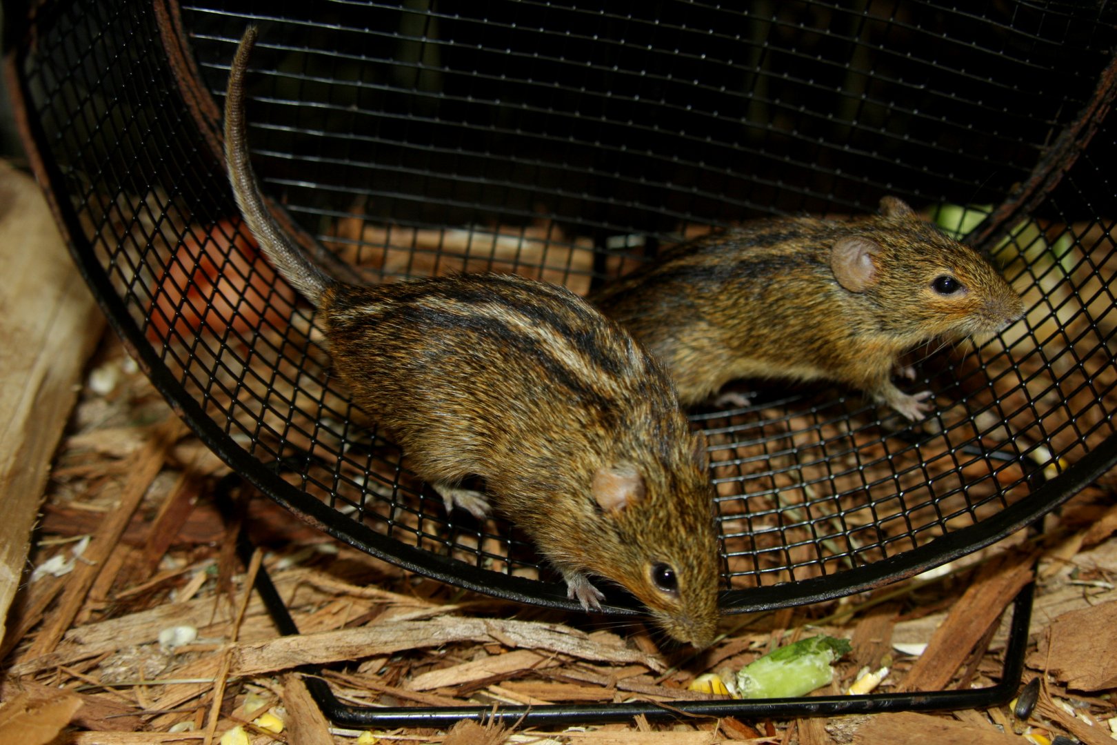 four-striped grass mouse or four-striped grass rat (Rhabdomys pumilio) 2013
