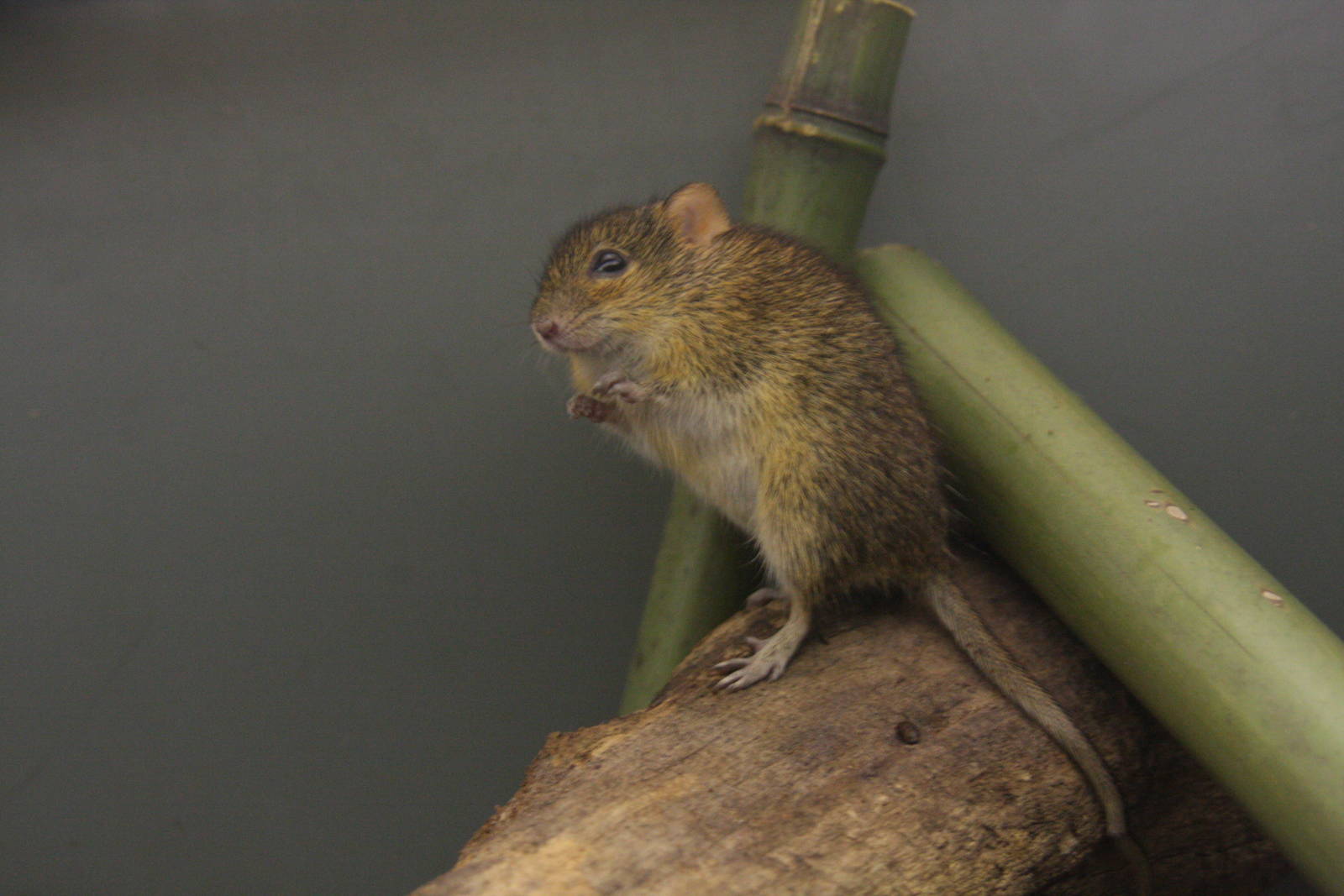Four-striped Grass Mouse (Rhabdomys pumilio)