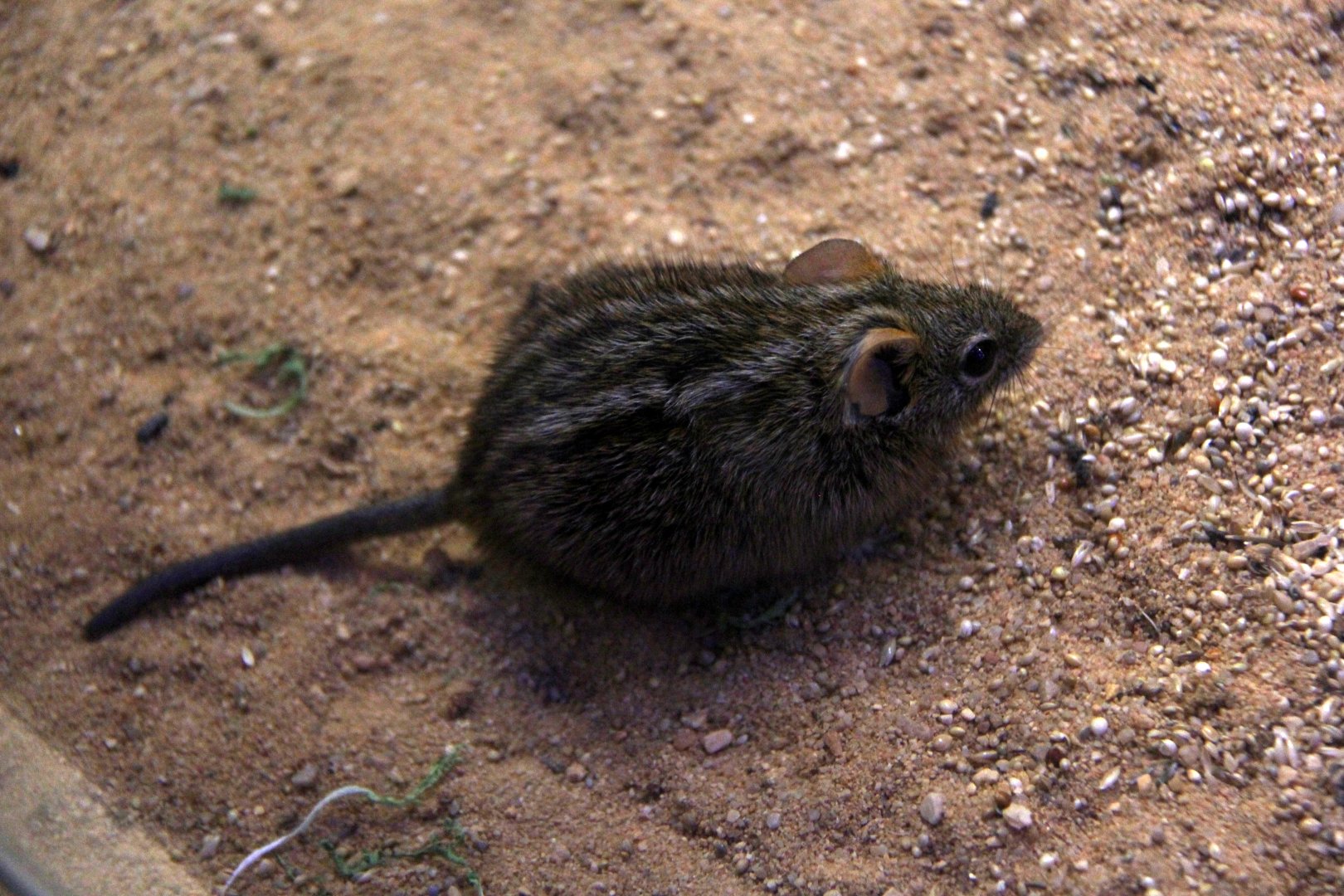 four-striped grass mouse (Rhabdomys pumilio)