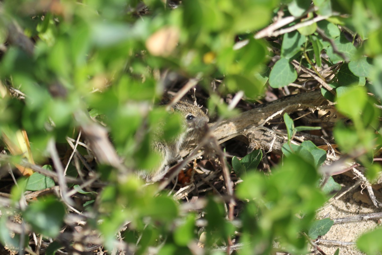 four-striped grass mouse (Rhabdomys pumilio)