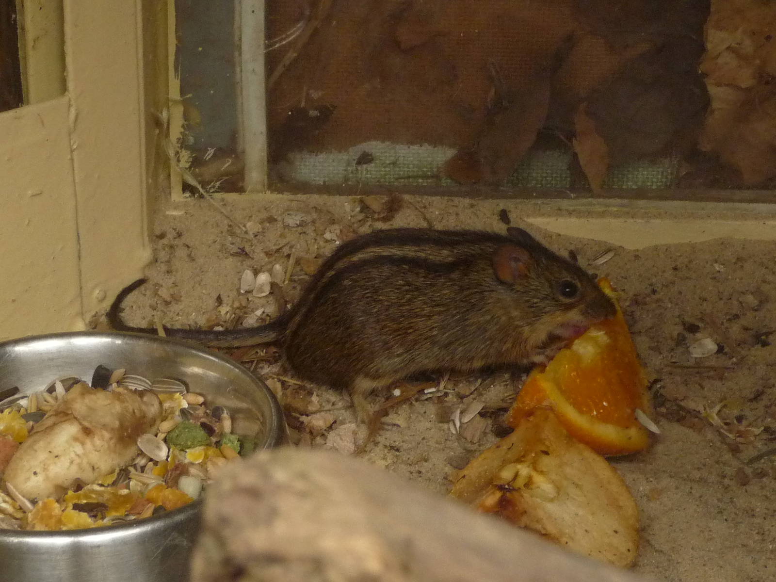Four-Striped Grass Mouse