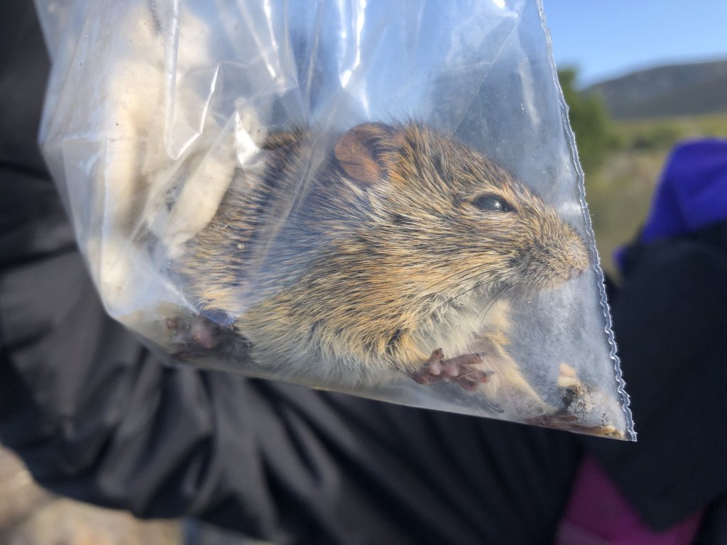 Four-Striped Grass Mouse