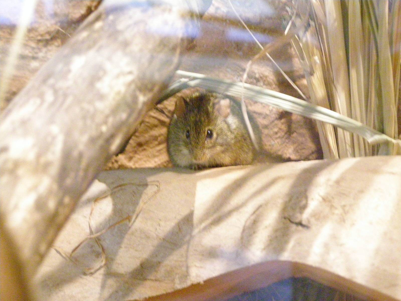 four-striped mouse (Rhabdomys dilectus)