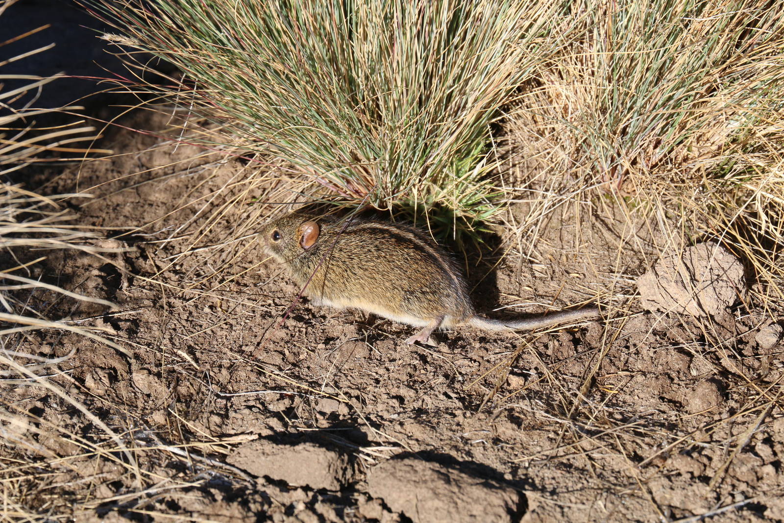 Four-striped Mouse