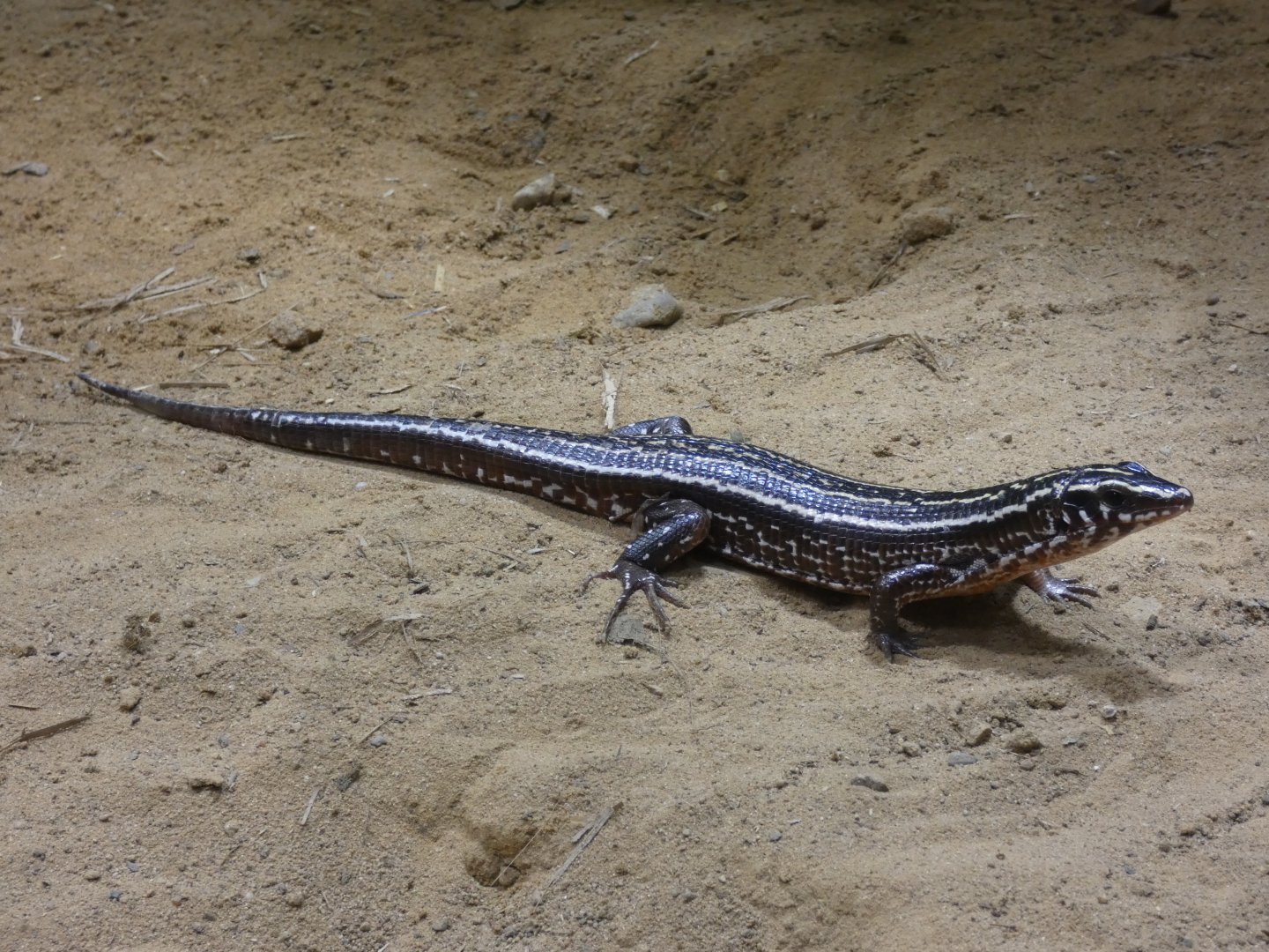 Four-striped Plated Lizard