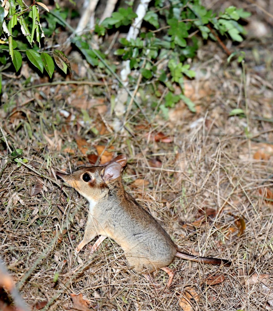 four-toed elephant shrew or four-toed sengi (Petrodromus tetradactylus)
