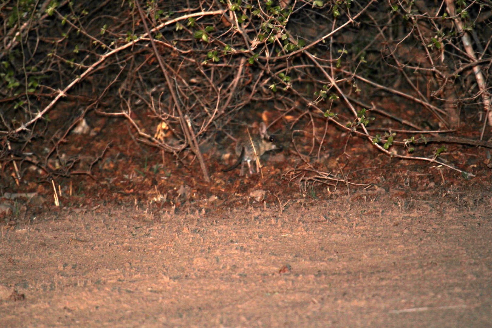 four-toed elephant shrew (Petrodromus tetradactylus)