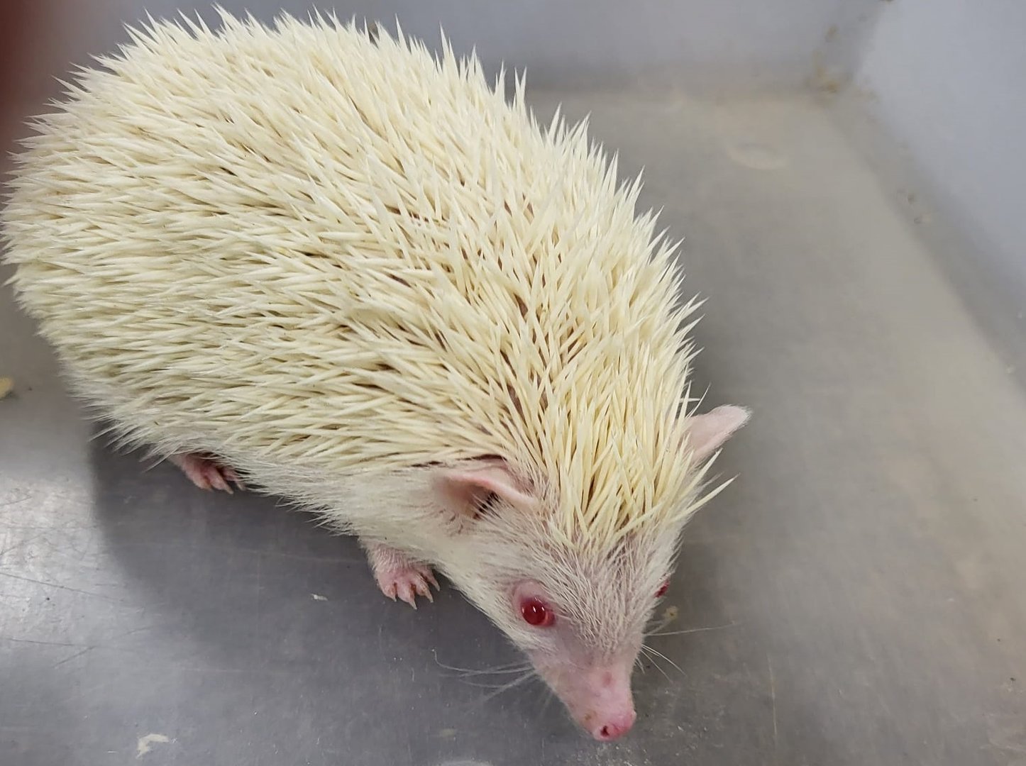 Four-toed hedgehog - albino