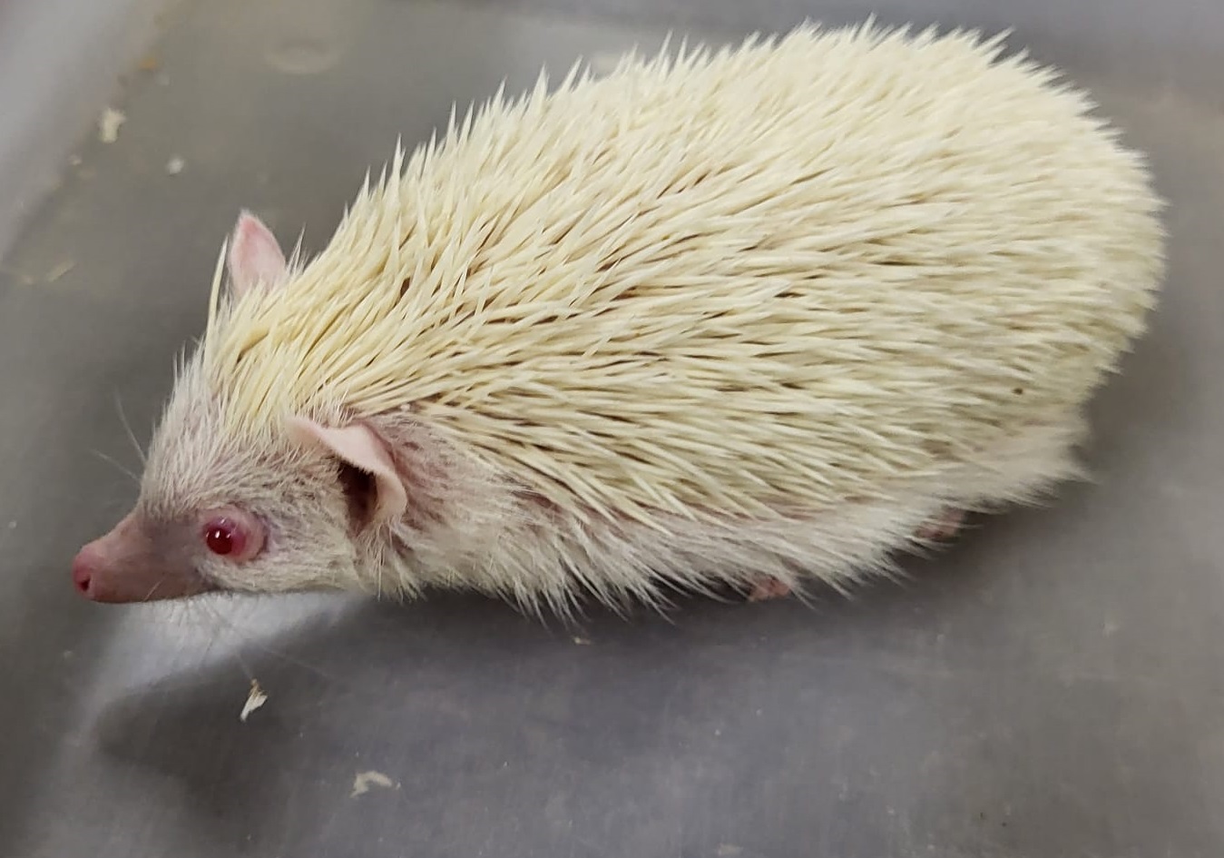 Four-toed hedgehog - albino