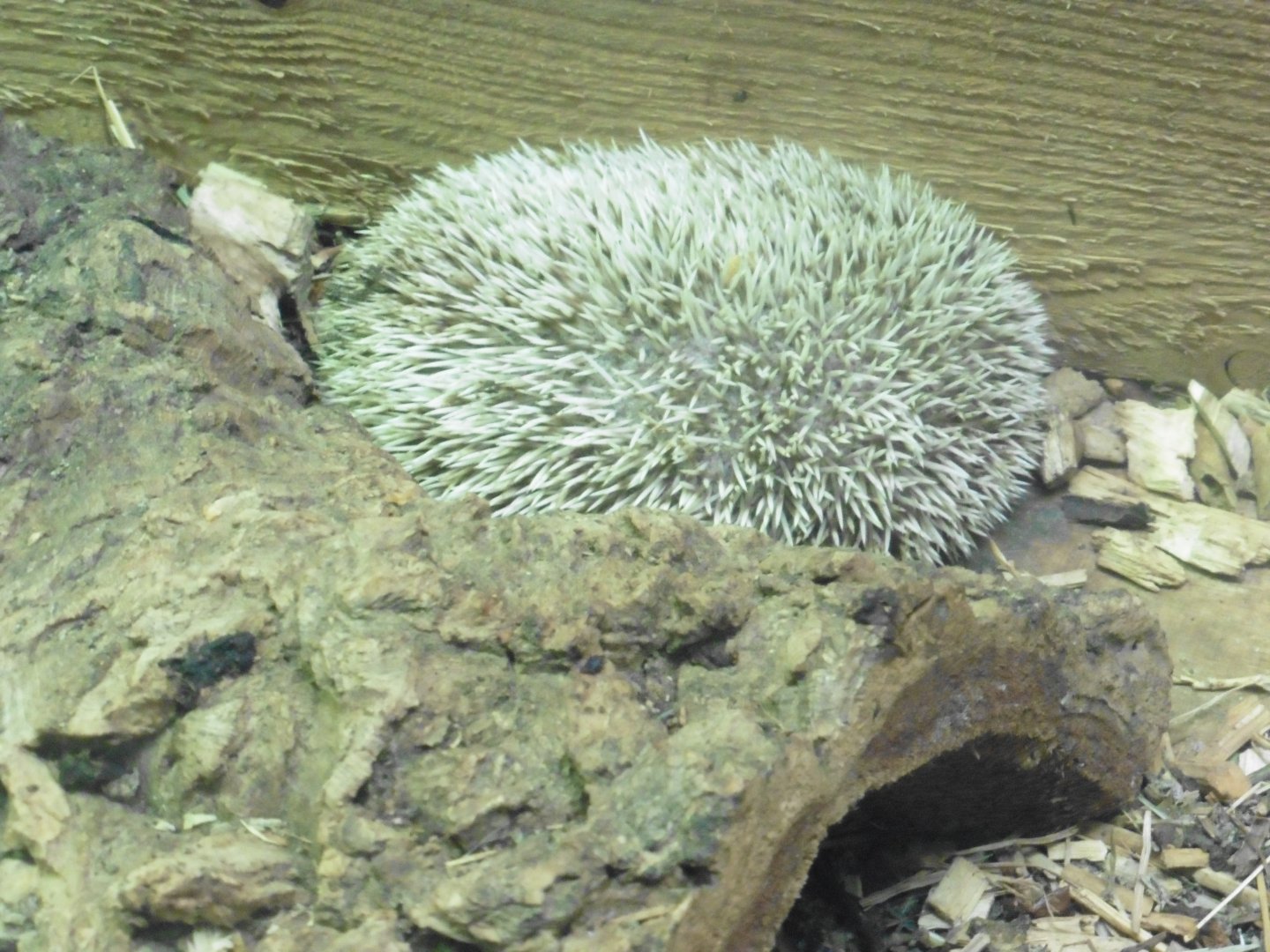 Four-toed Hedgehog...asleep