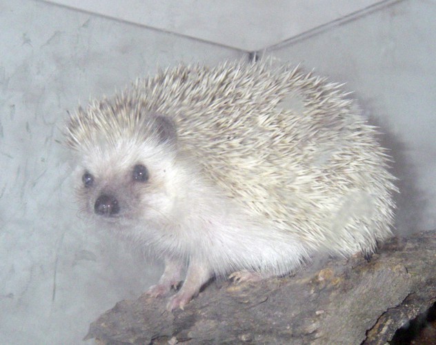 Four-toed Hedgehog (Atelerix albiventris)
