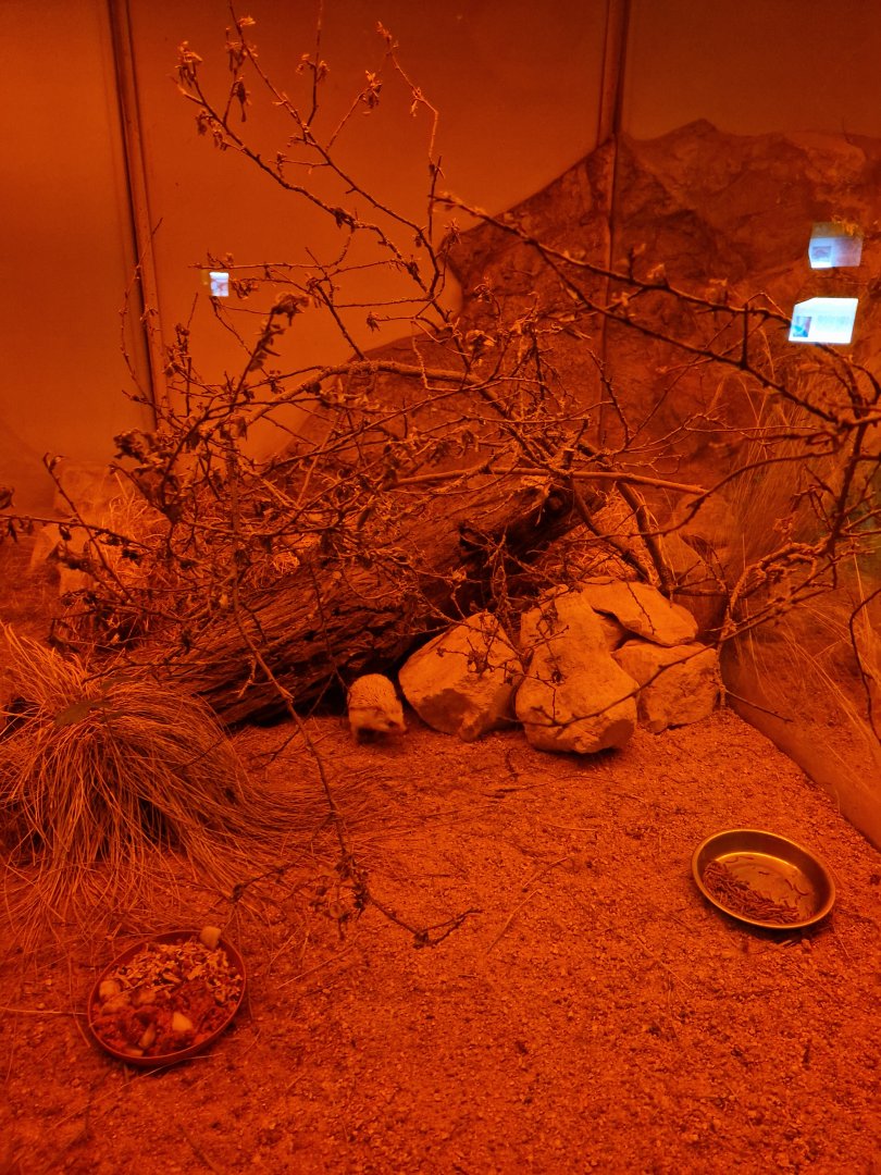 Four-toed hedgehog enclosure