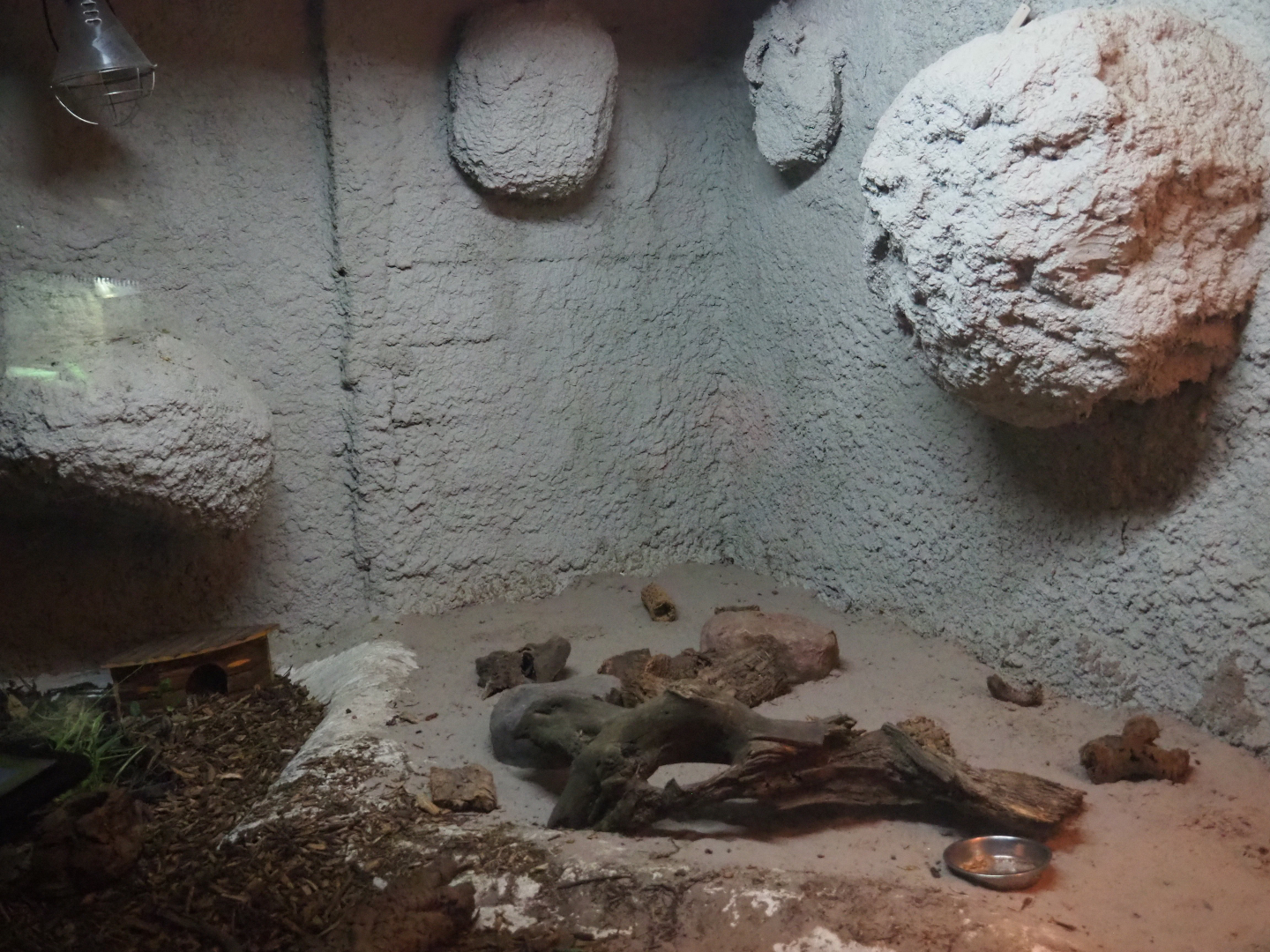 Four-toed hedgehog exhibit, 2019-08-04