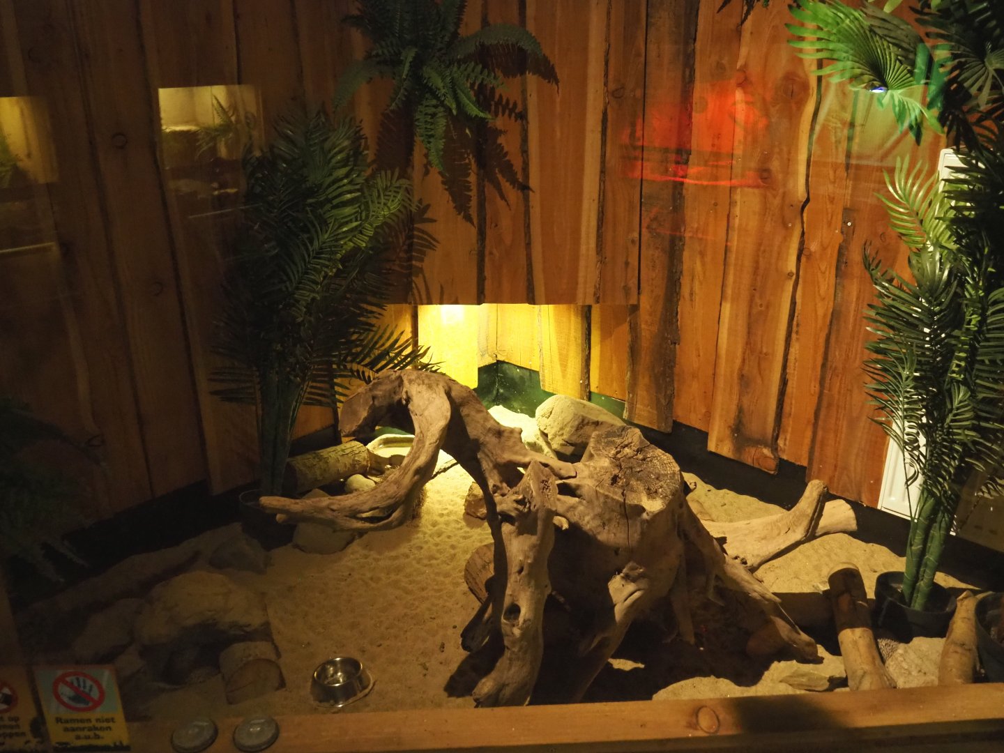 Four-toed hedgehog exhibit, 2020-09-12