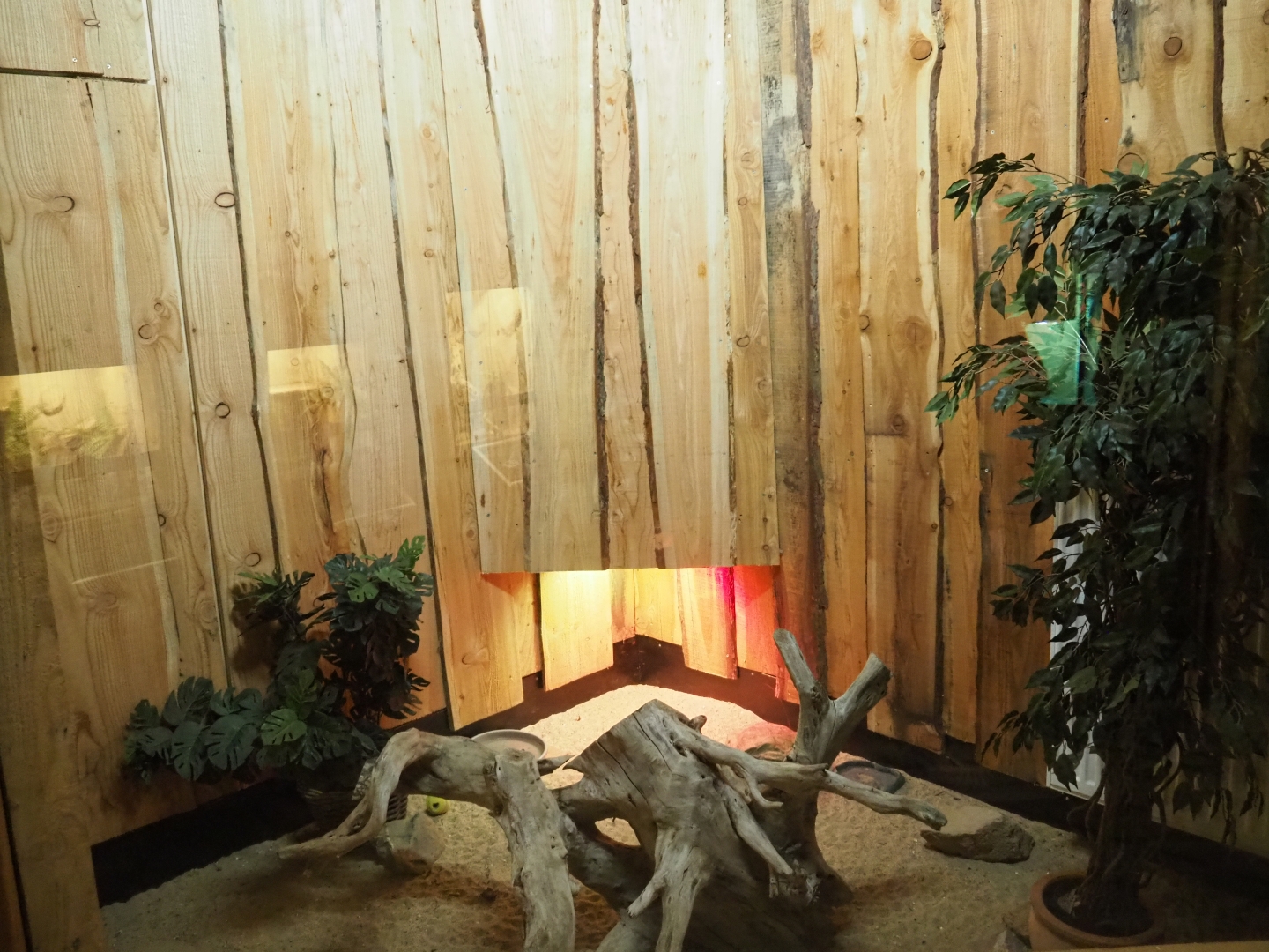 Four-toed hedgehog exhibit