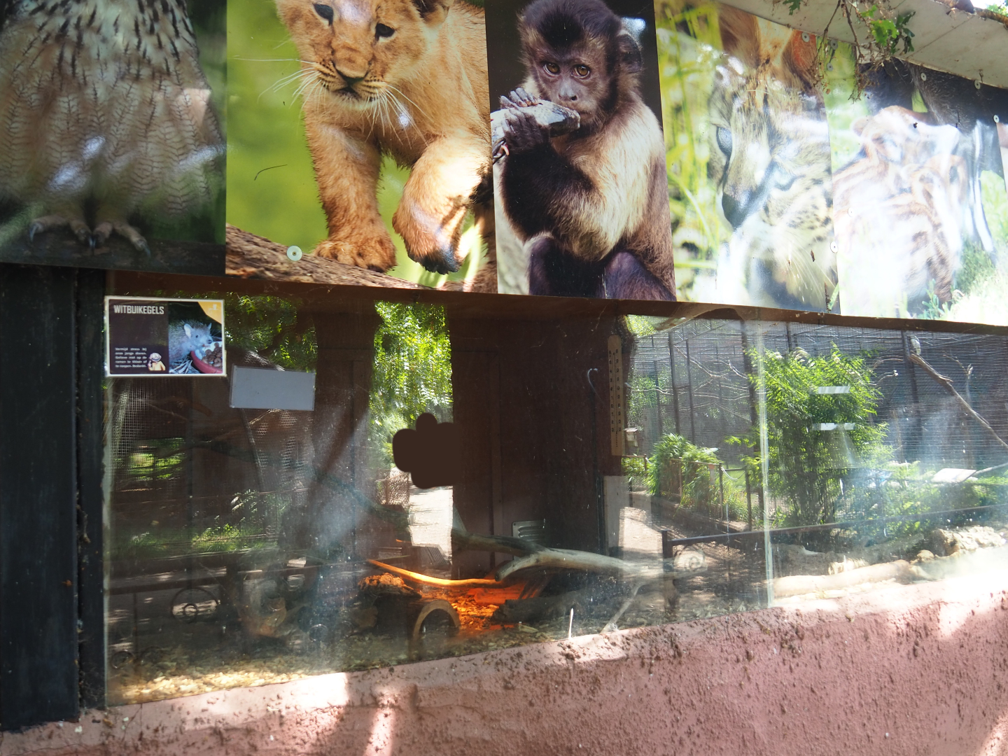 Four-toed hedgehog exhibits, 2019-08-04