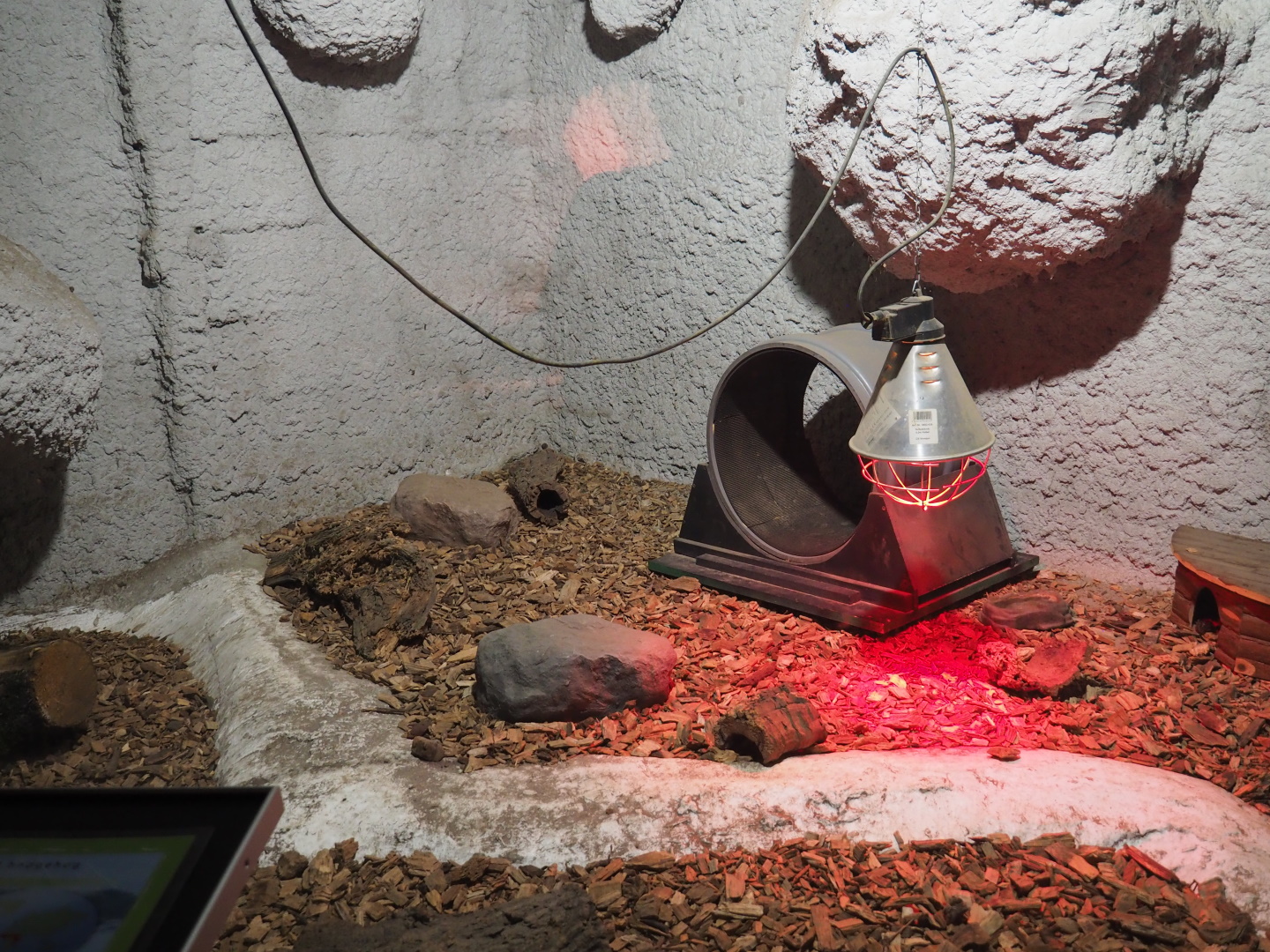 Four-toed hedgehog terrarium, 2021-06-15